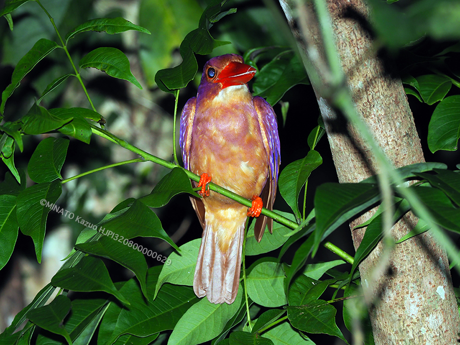 リュウキュウアカショウビン