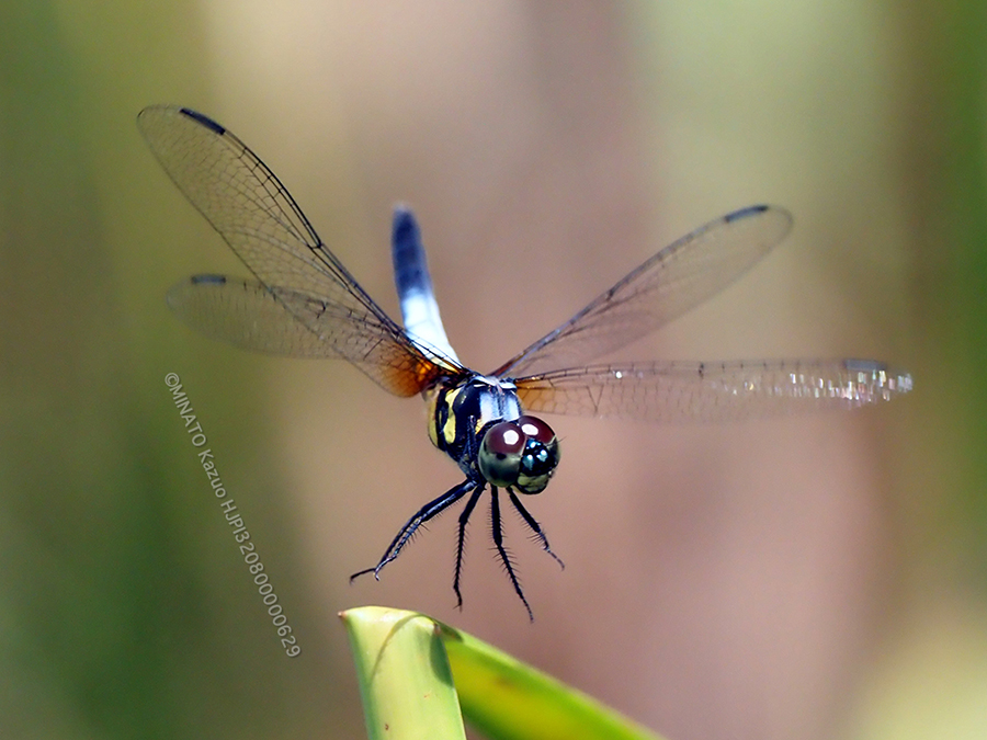 アオビタイトンボ雄