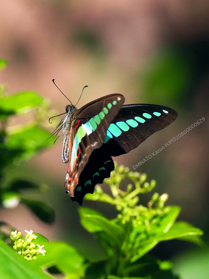 アオスジアゲハ