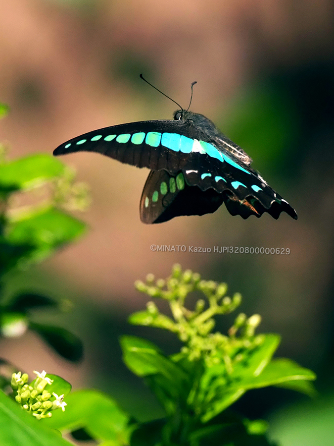 アオスジアゲハ