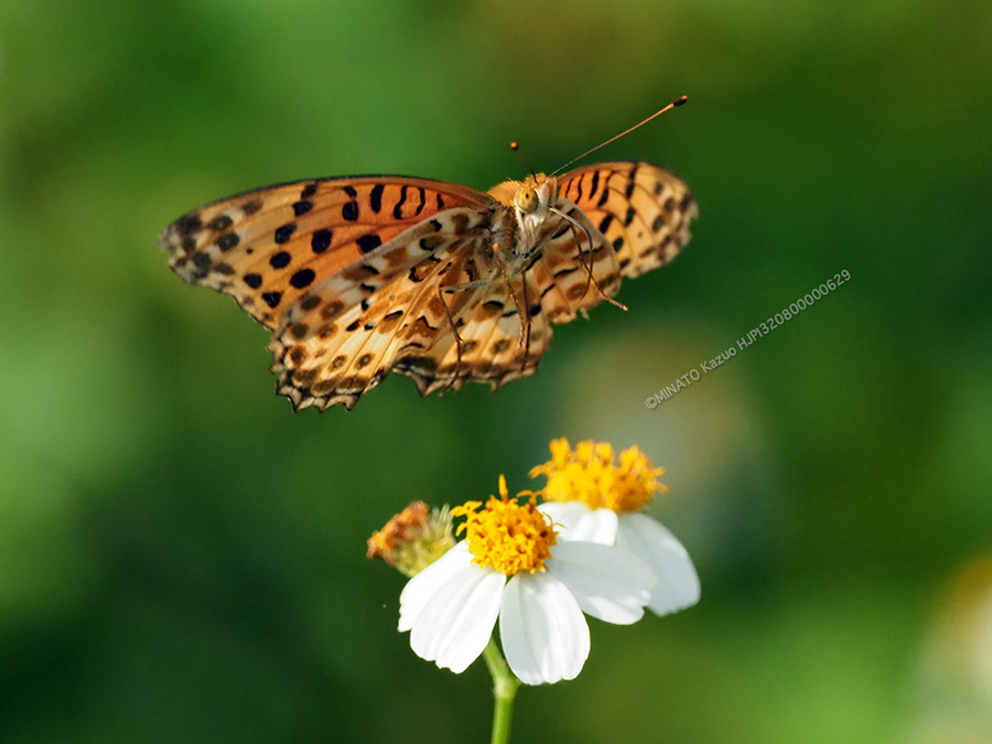 ツマグロヒョウモン雄