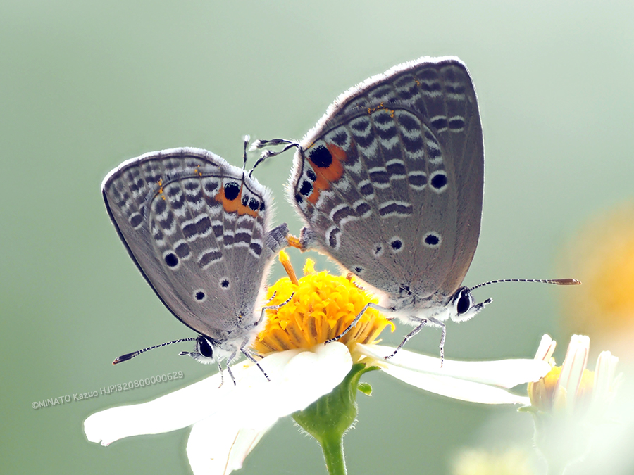 クロマダラソテツシジミ