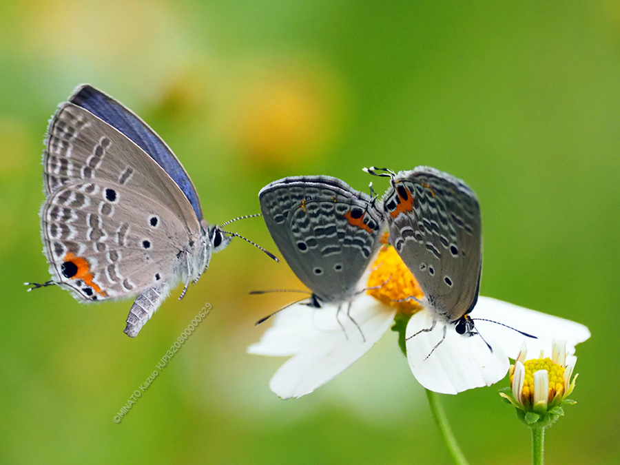 クロマダラソテツシジミ