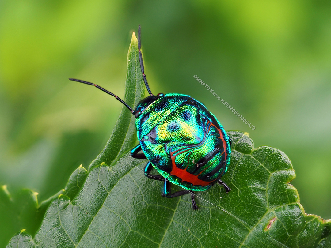 ナナホシキンカメムシ幼虫