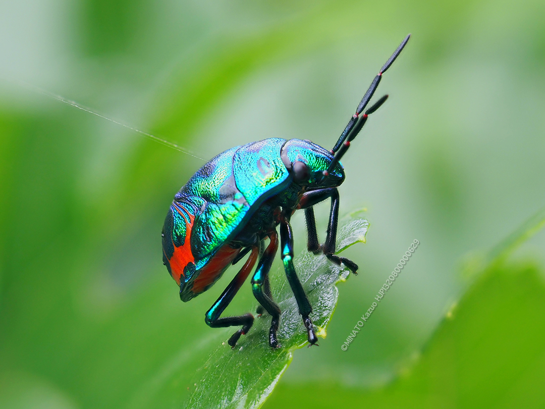 ナナホシキンカメムシ幼虫