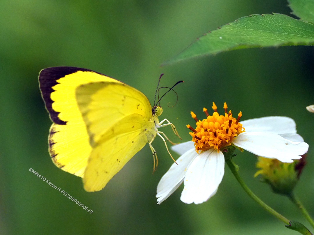 ミナミキチョウ