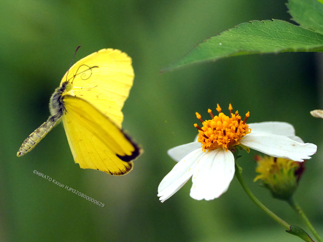 ミナミキチョウ