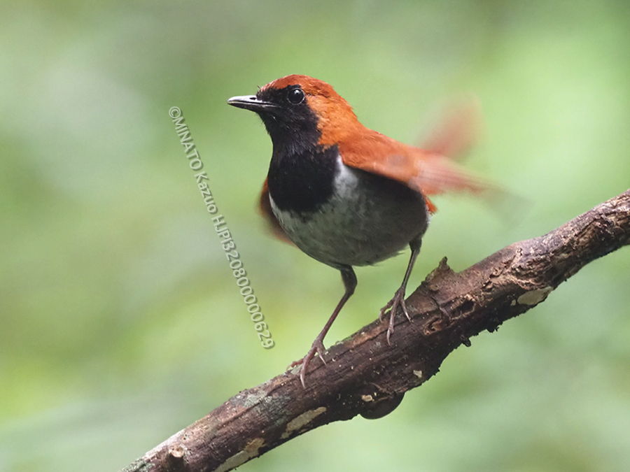 ホントウアカヒゲ雄