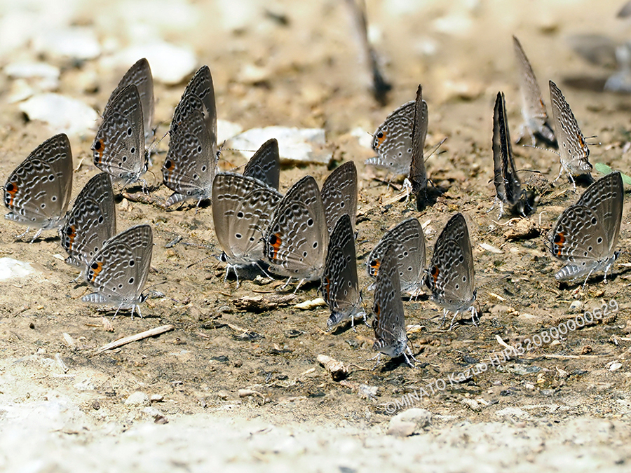 クロマダラソテツシジミ