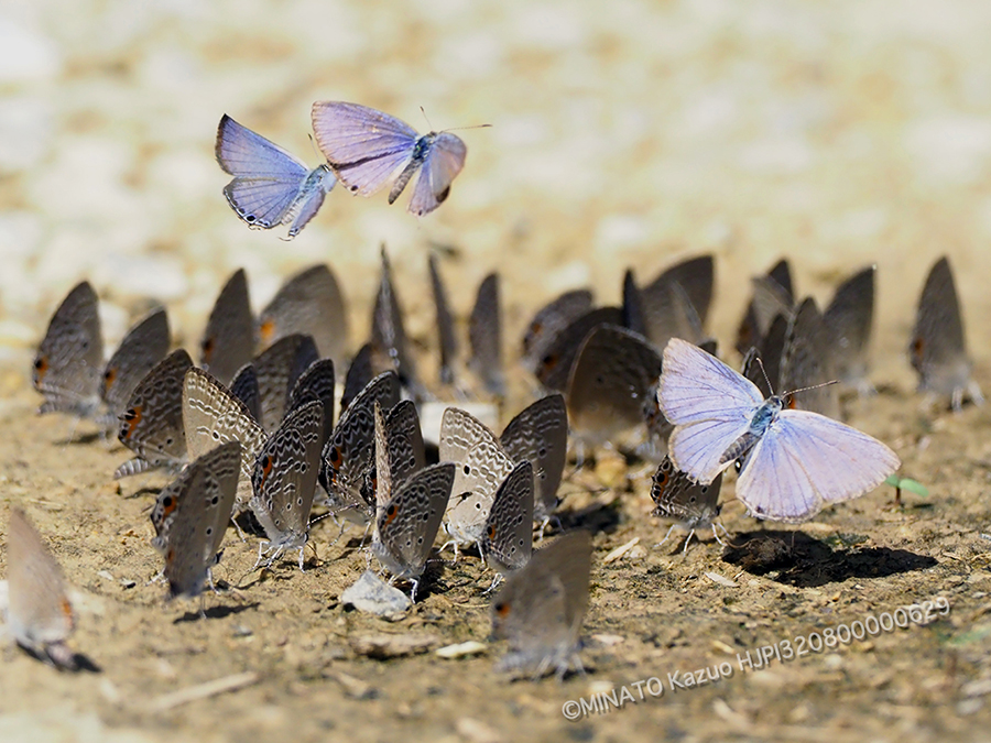 クロマダラソテツシジミ