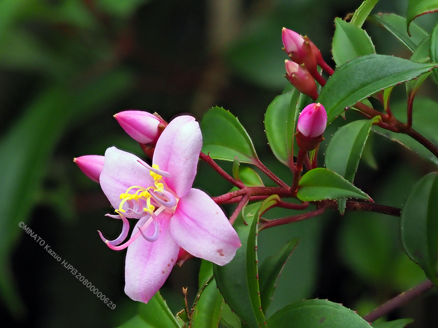 コバノミヤマノボタン