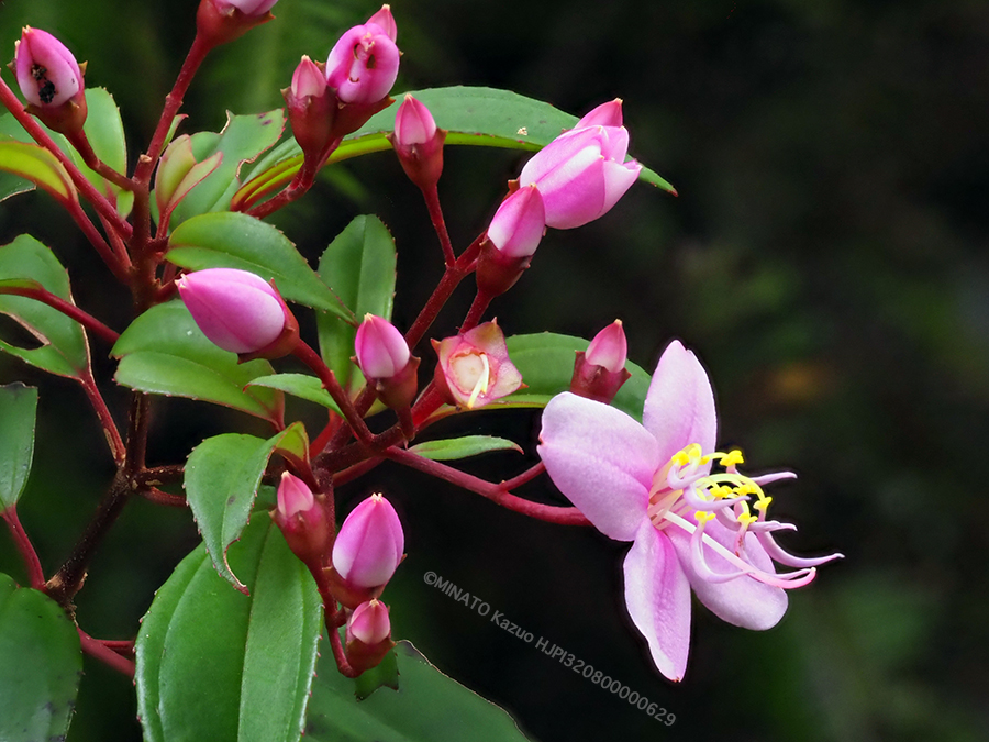 コバノミヤマノボタン