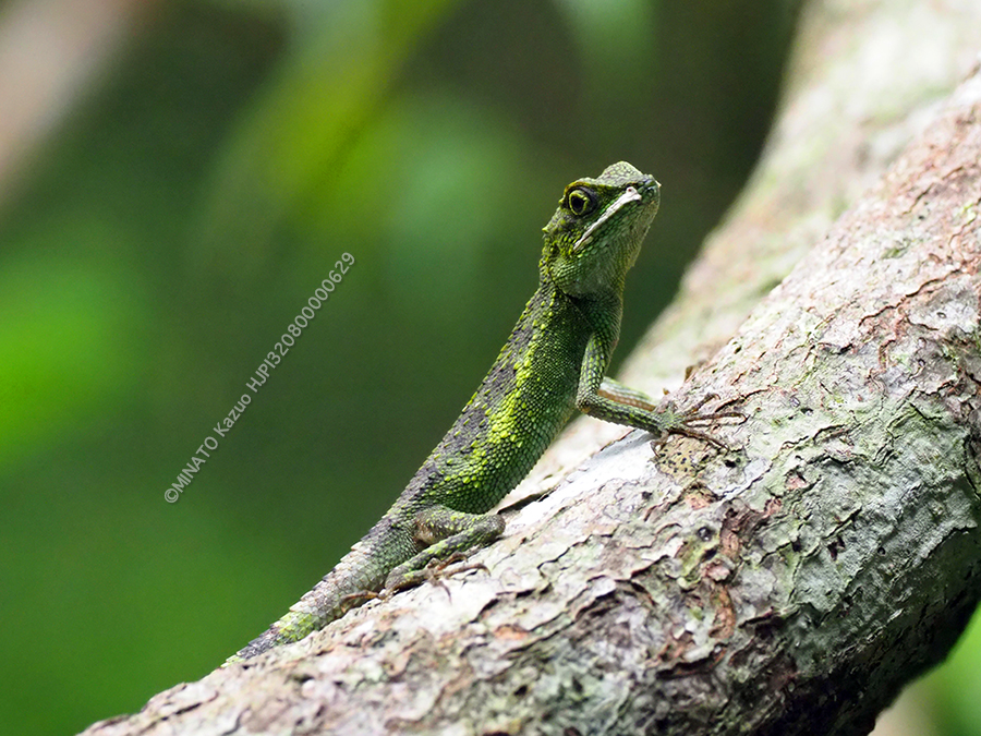 オキナワキノボリトカゲ雄