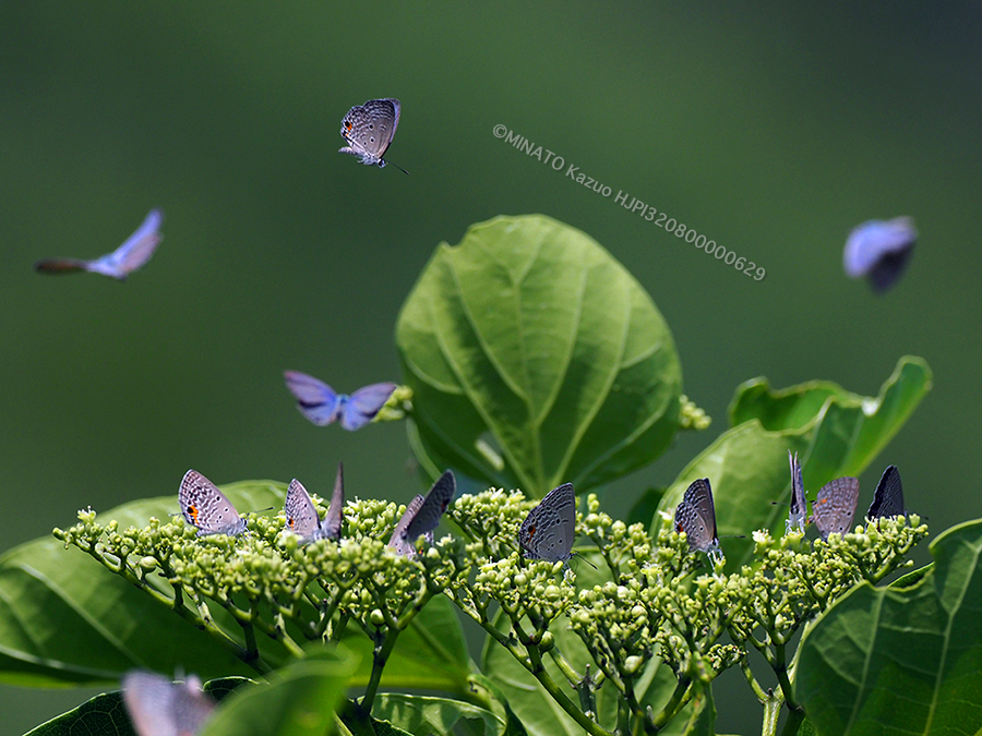 クロマダラソテツシジミ