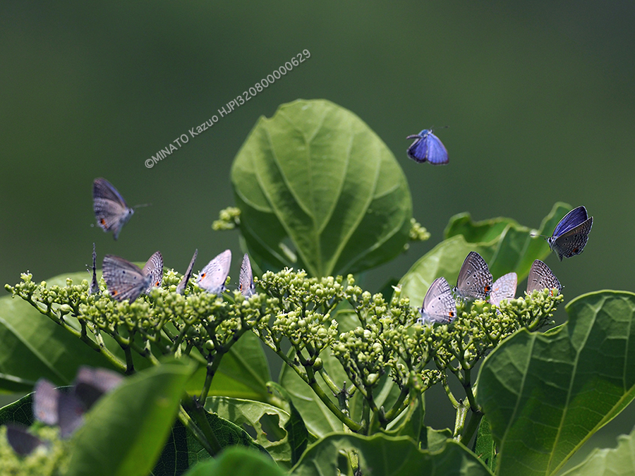 クロマダラソテツシジミ