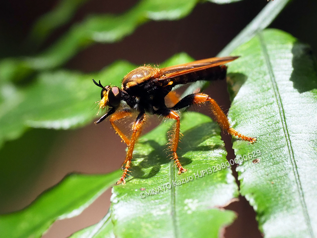 ハラグロオニイシアブ