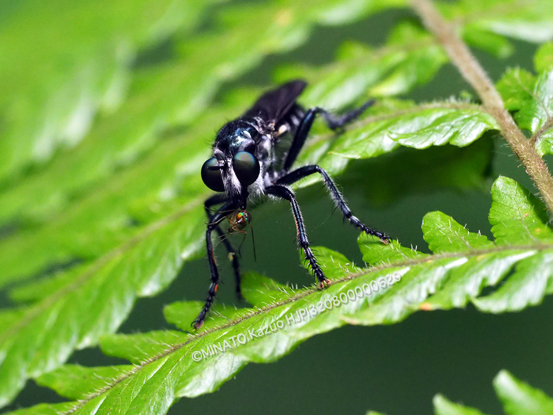 ムシヒキアブの一種