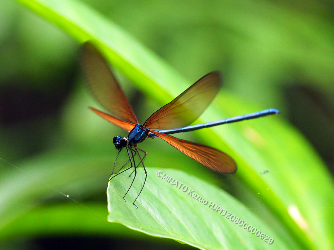 リュウキュウハグロトンボ雄