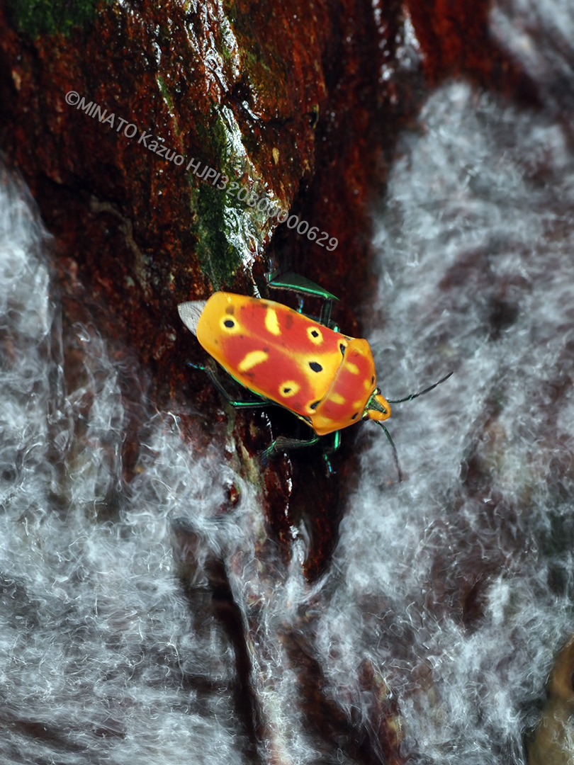 アカギカメムシ