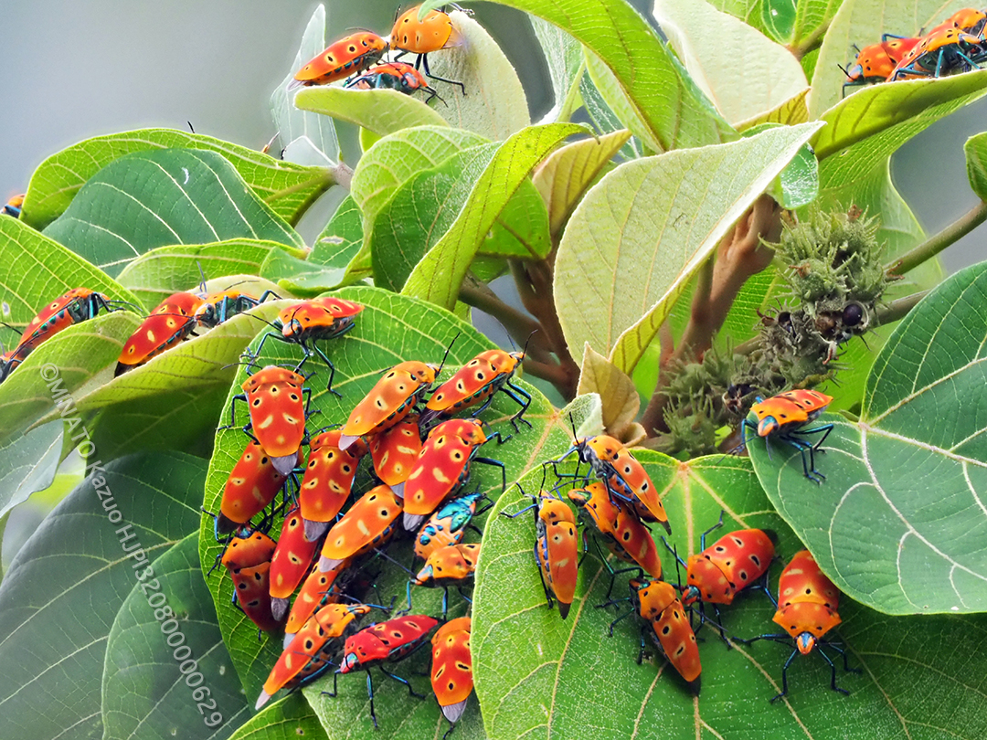 アカギカメムシ