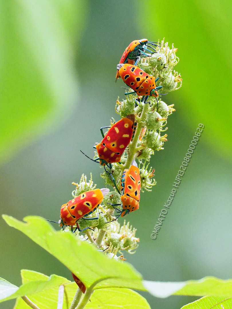 アカギカメムシ