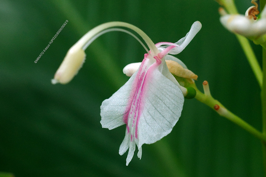 アオノクマタケラン