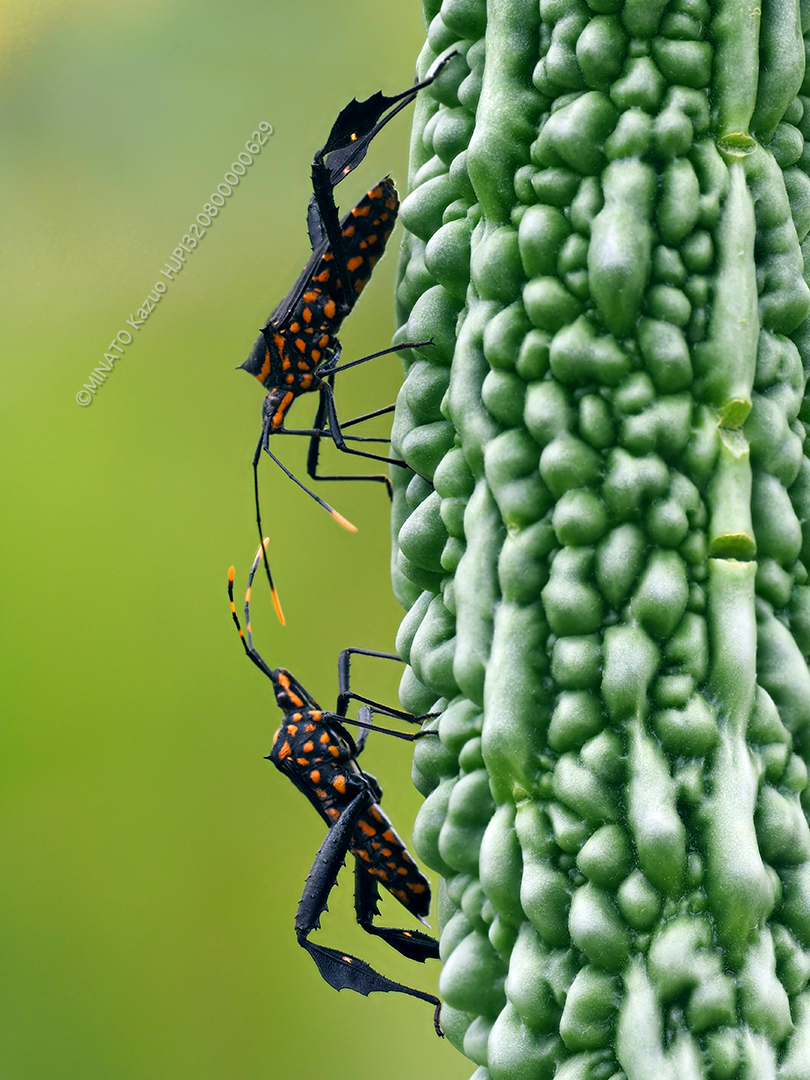アシビロヘリカメムシ