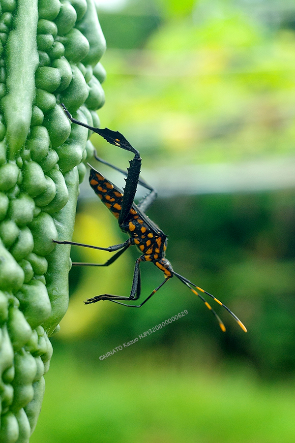 アシビロヘリカメムシ