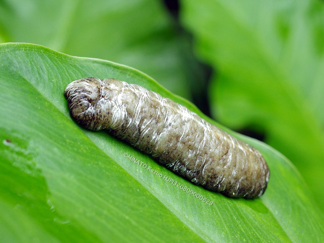 ナメクジの一種