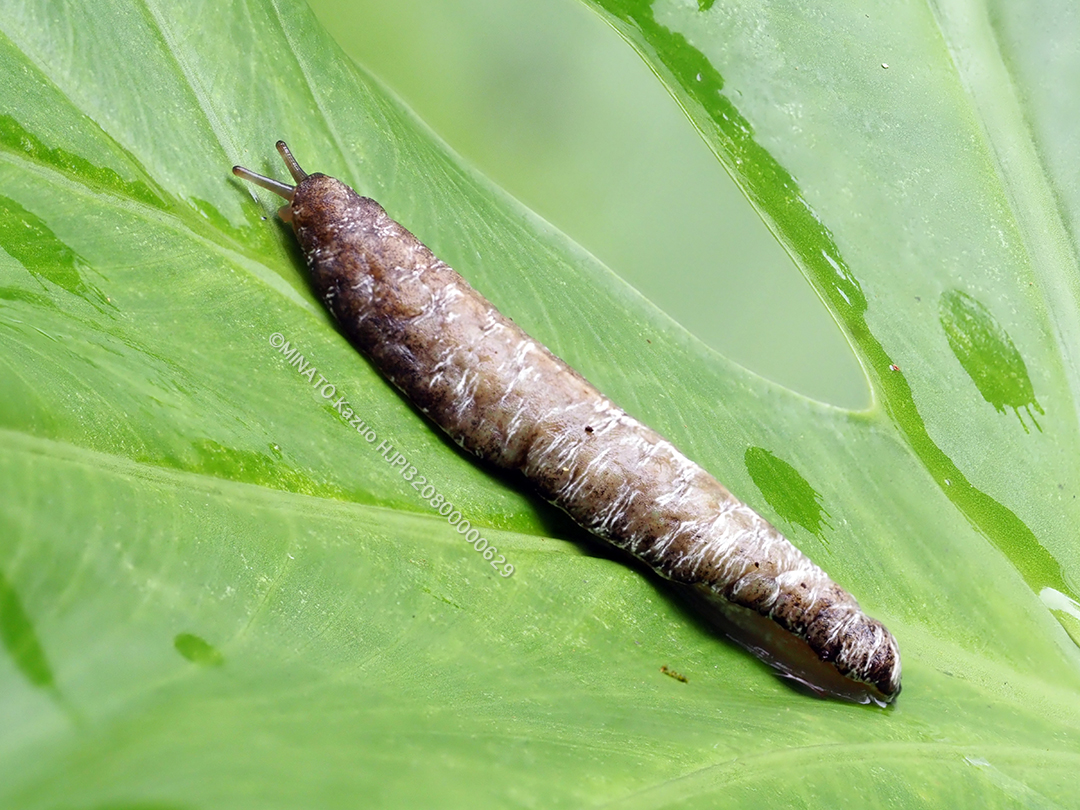 ナメクジの一種