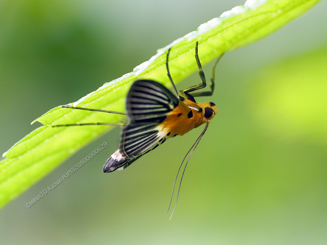ハグルマノメイガ