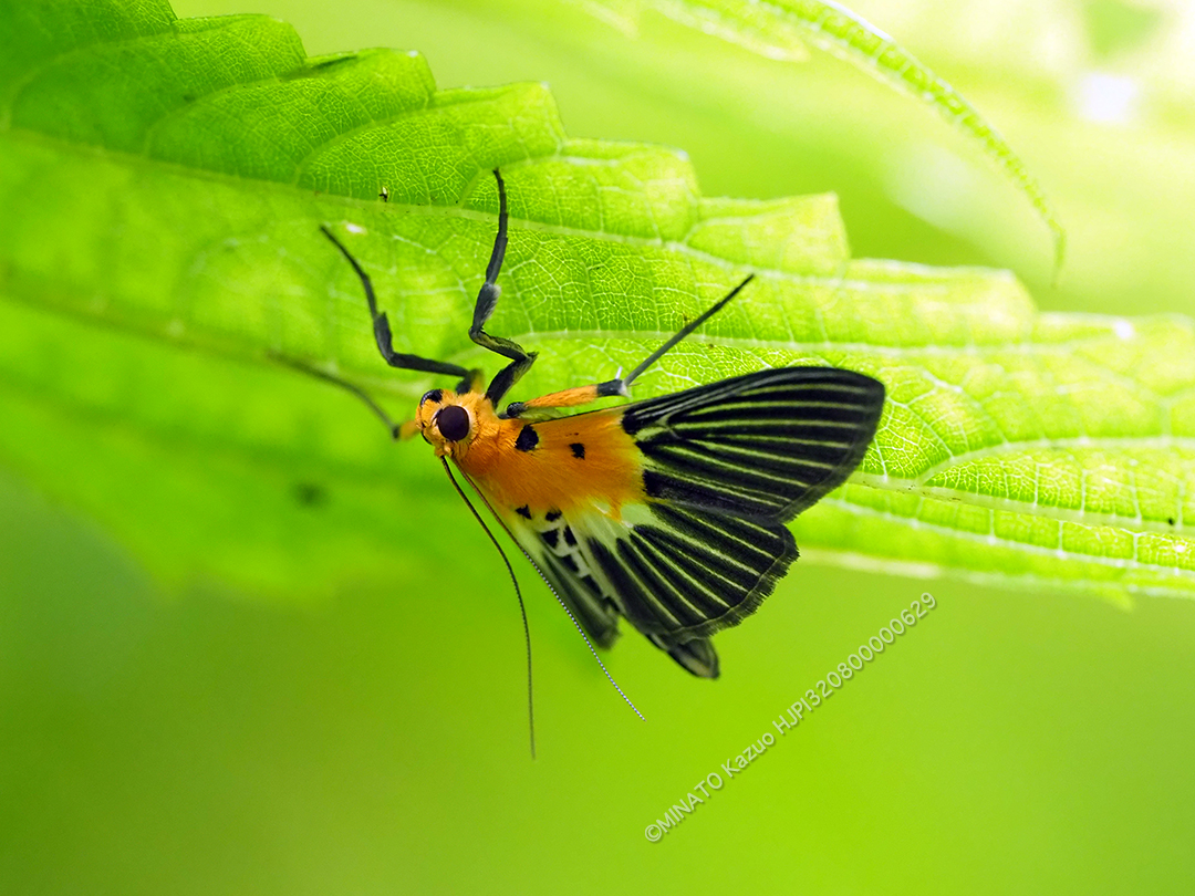 ハグルマノメイガ