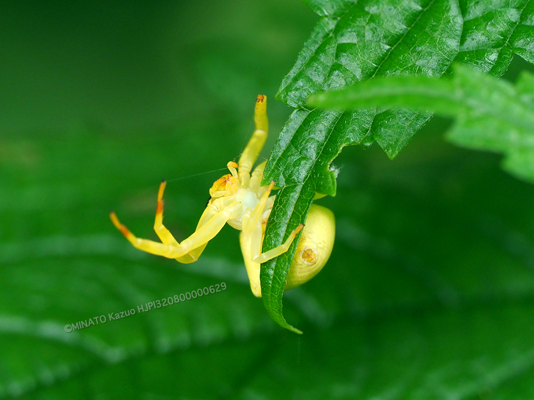 アマミアズチグモ