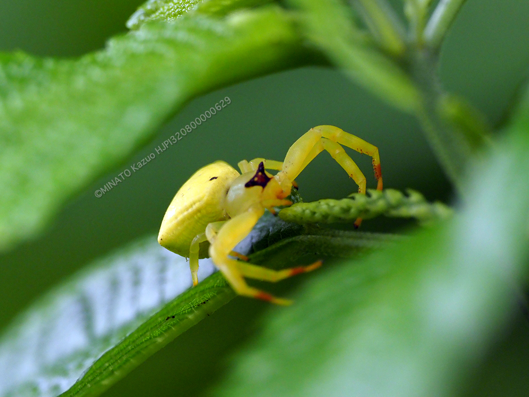 アマミアズチグモ