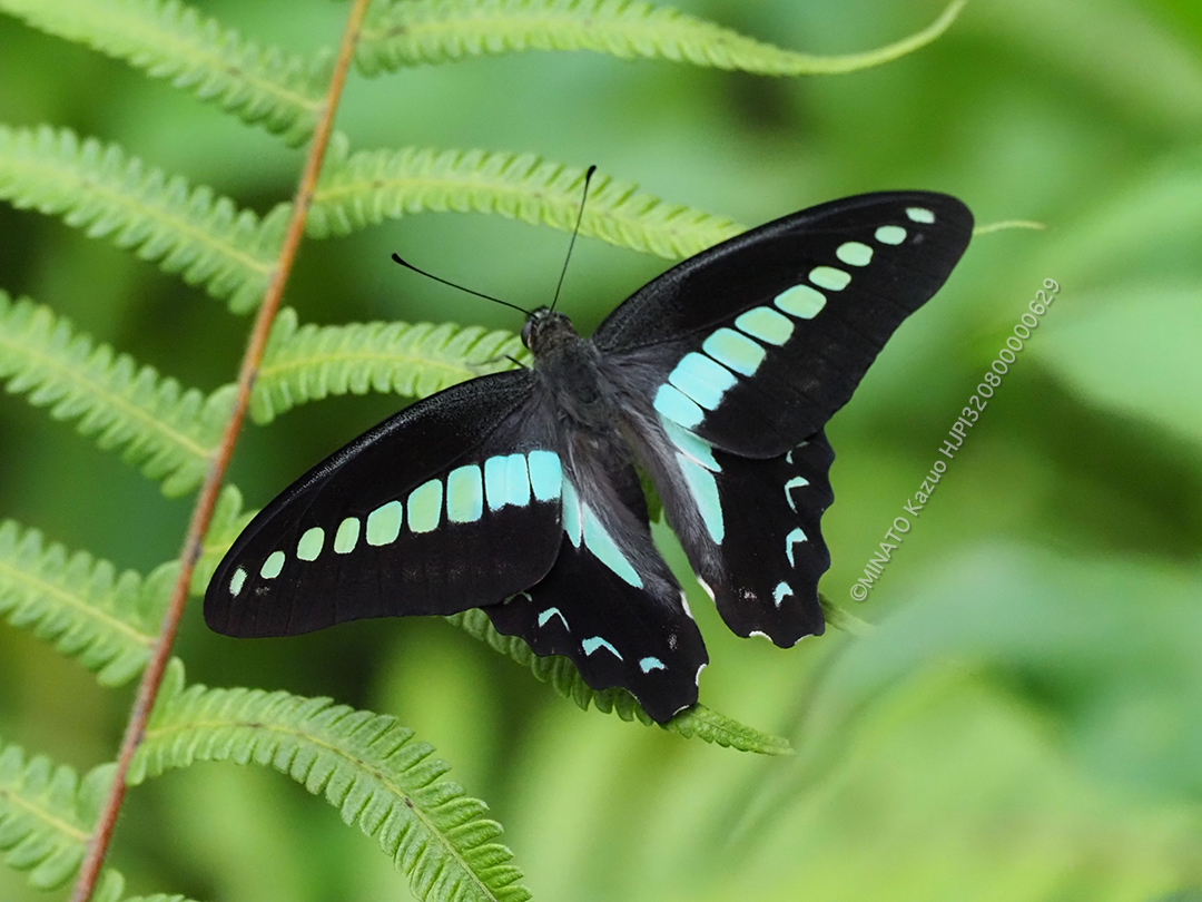 アオスジアゲハ