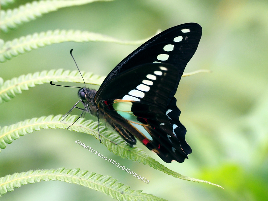 アオスジアゲハ