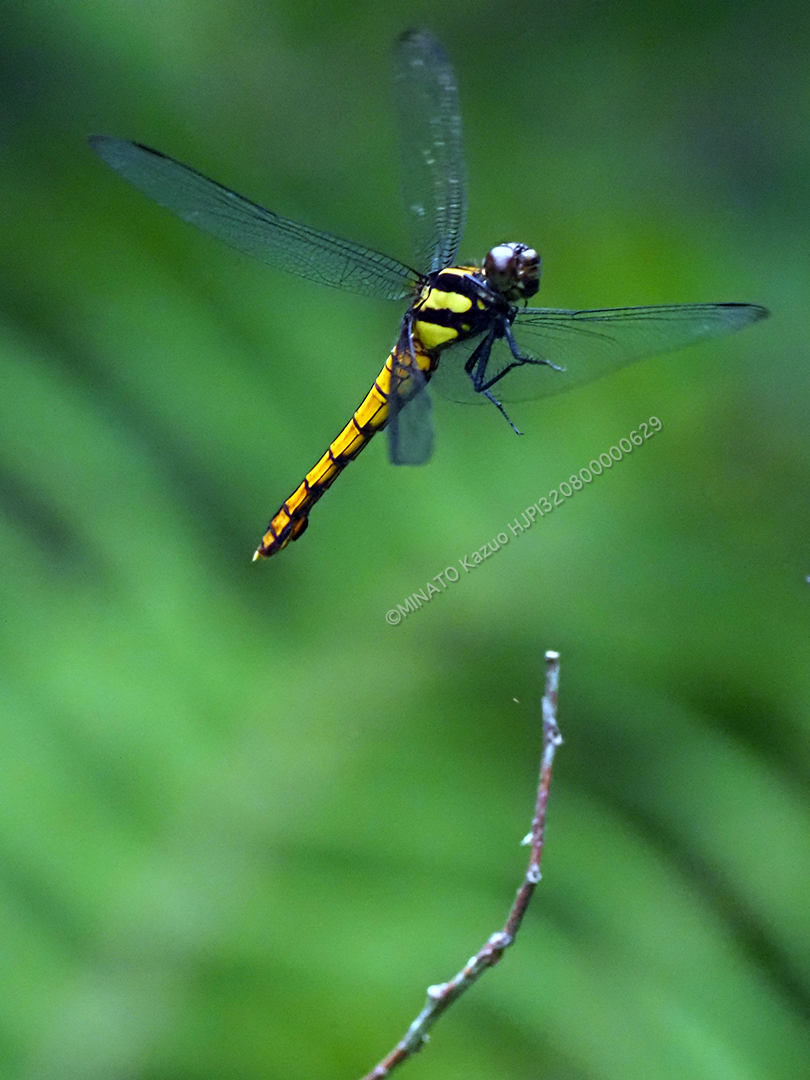 オオシオカラトンボ