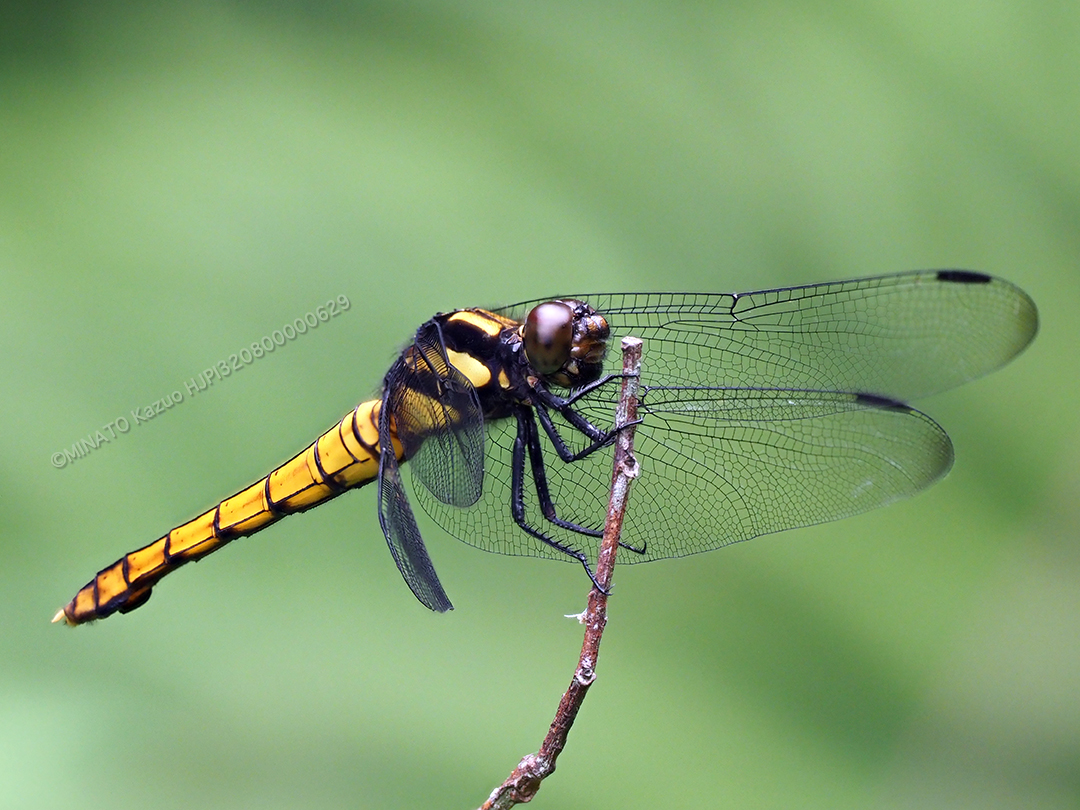 オオシオカラトンボ