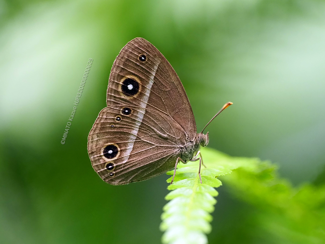リュウキュウヒメジャノメ
