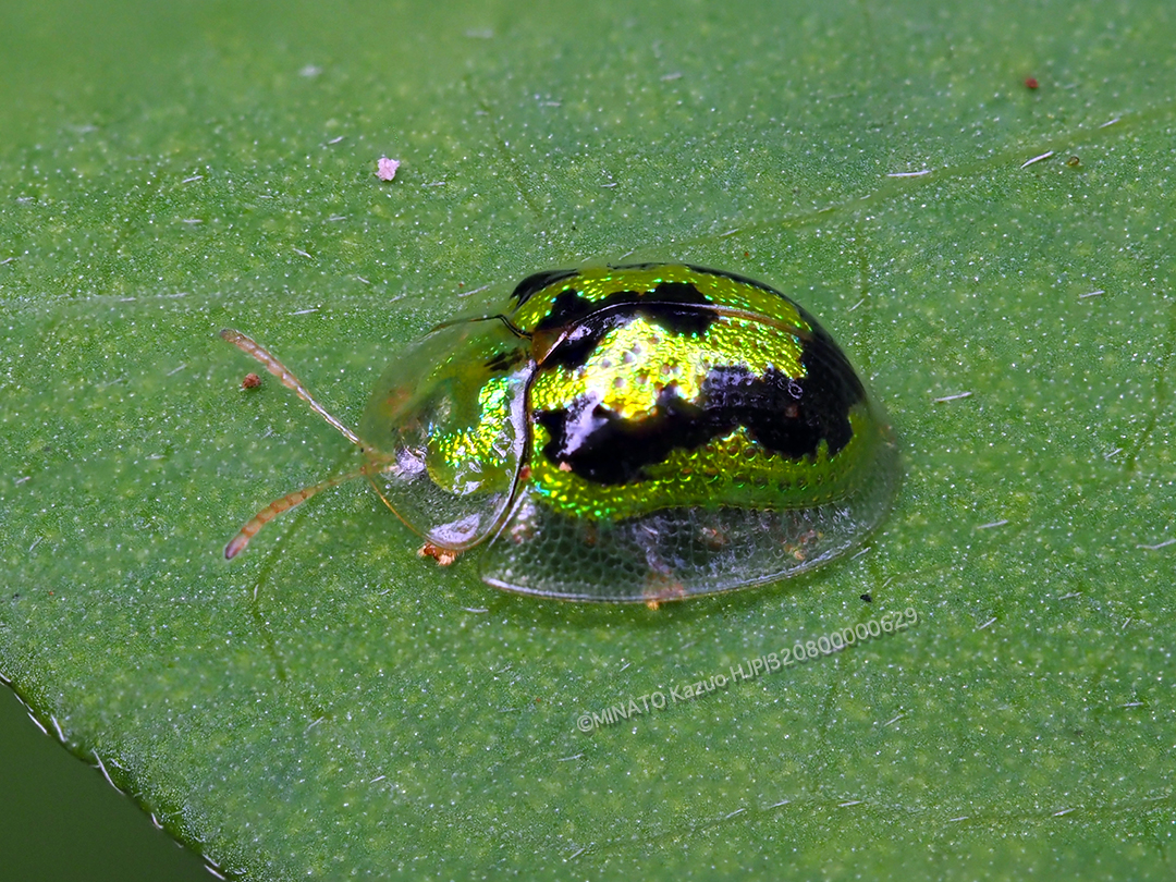 タテスジヒメジンガサハムシ