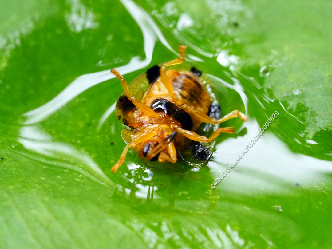 ヨツモンカメノコハムシ