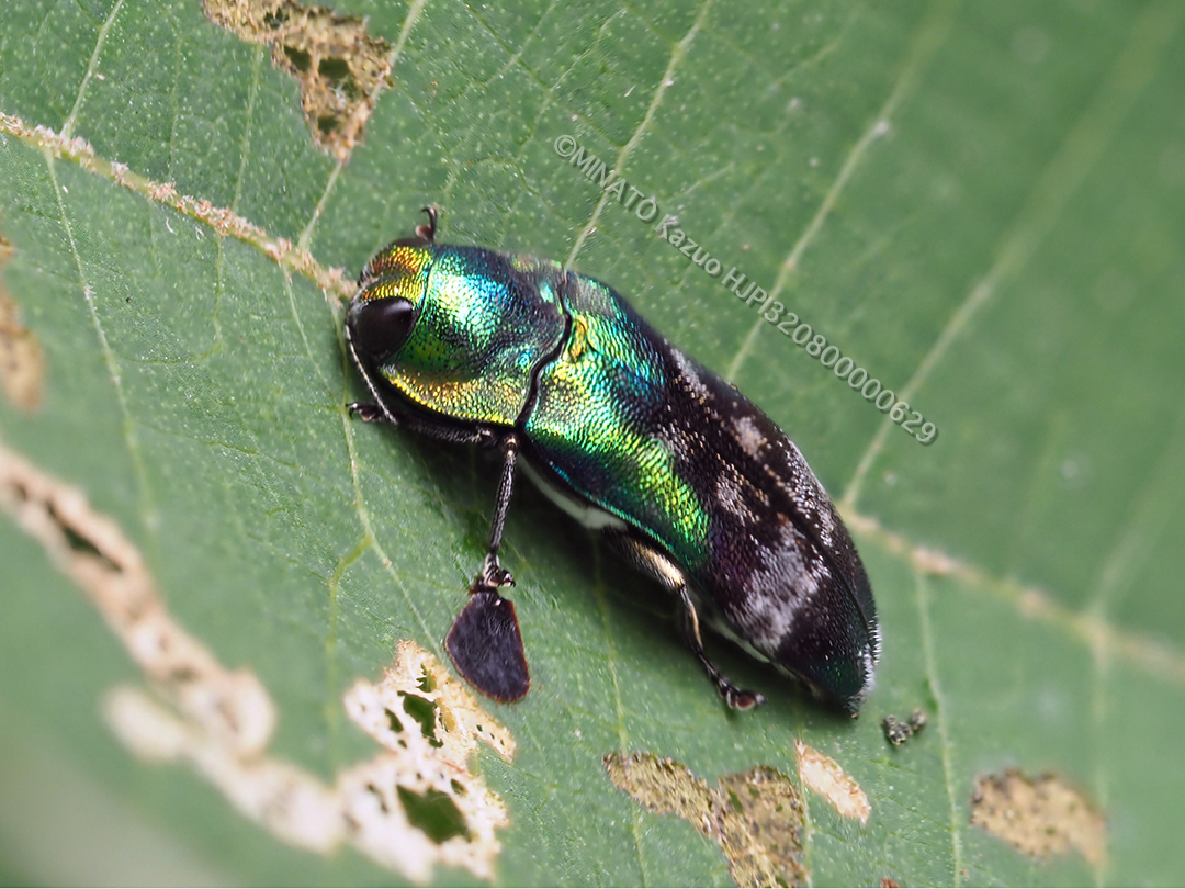 ミドリナカボソタマムシ