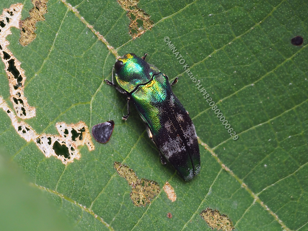 ミドリナカボソタマムシ