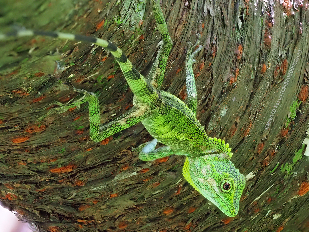 オキナワキノボリトカゲ雄（WB蛍光灯）