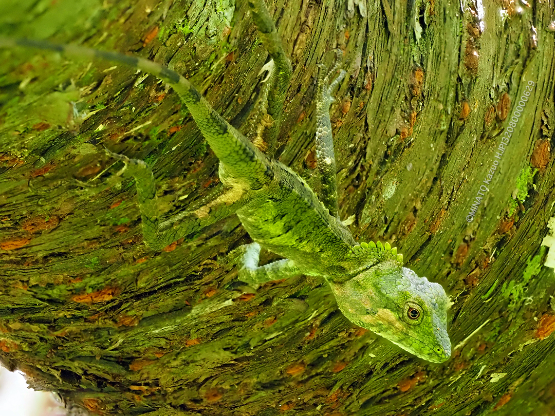 オキナワキノボリトカゲ雄