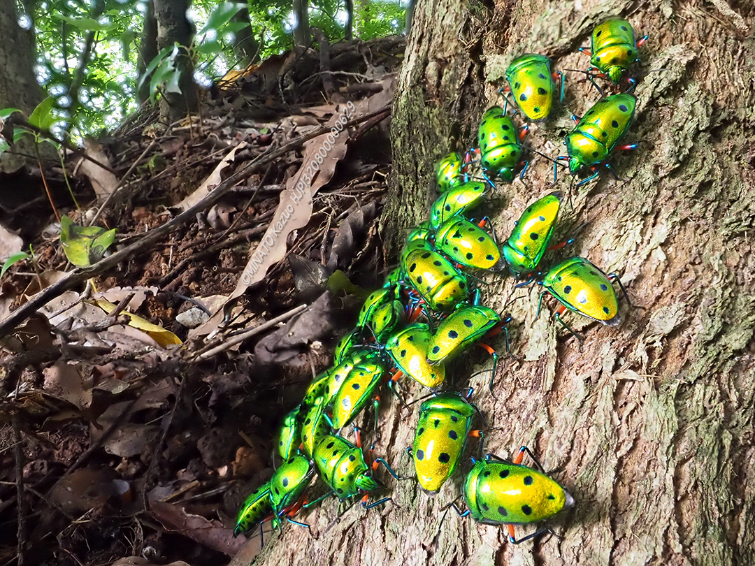 ナナホシキンカメムシ