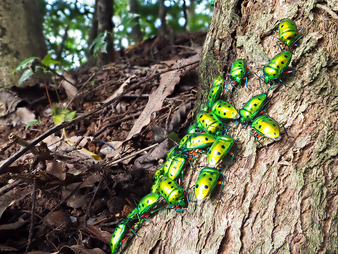 ナナホシキンカメムシ