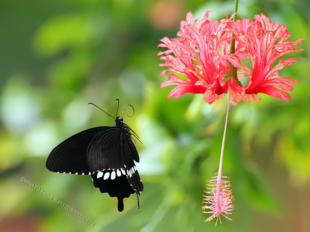 シロオビアゲハ