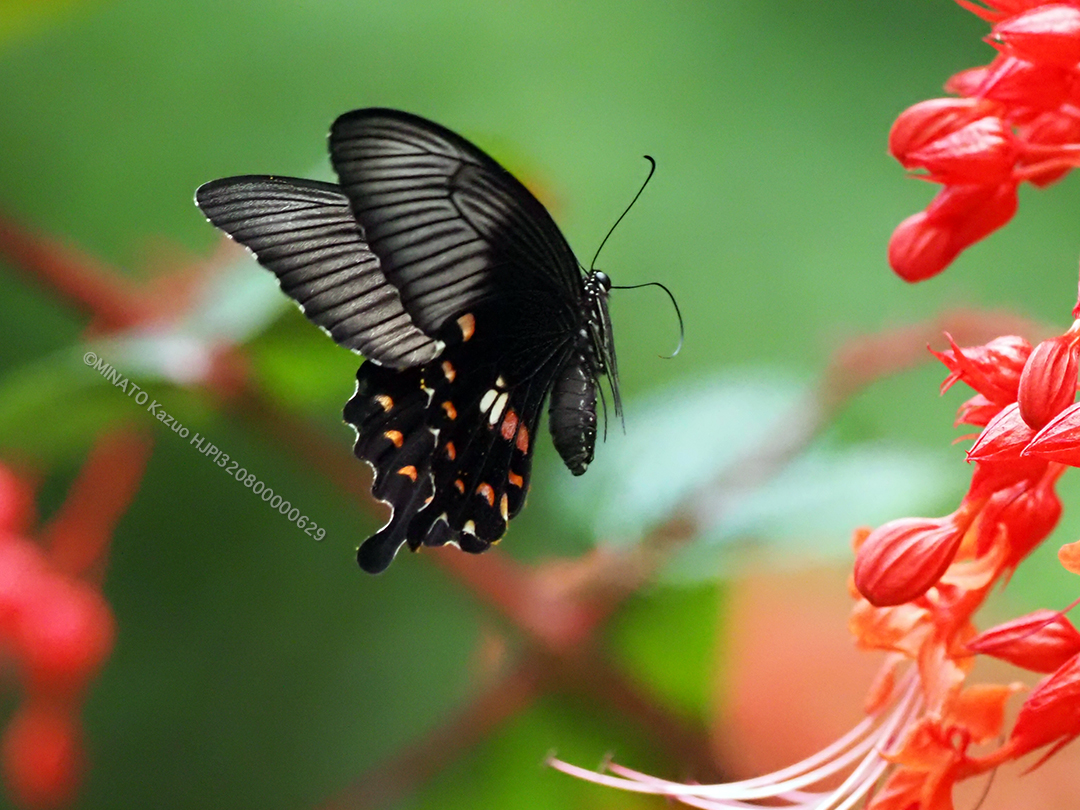 シロオボアゲハII型