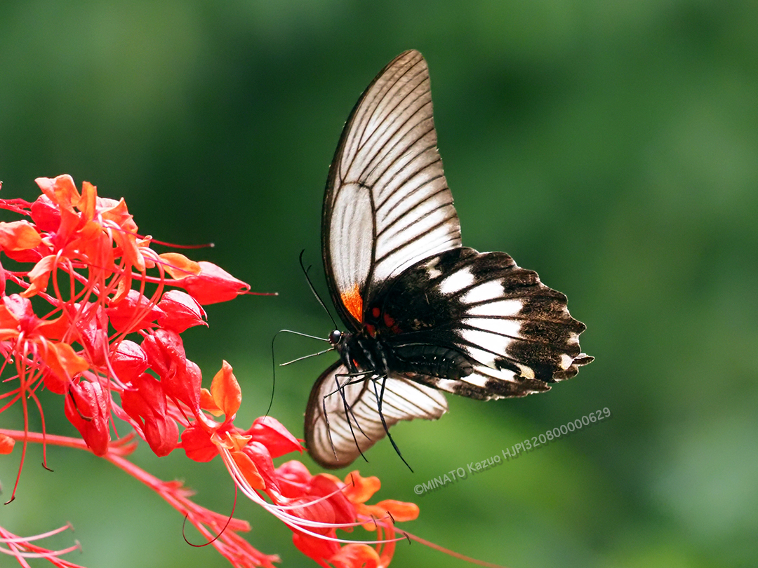 ナガサキアゲハ雌